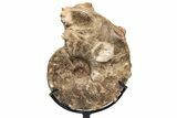 Cretaceous Ammonite (Mammites) Fossil with Metal Stand - Morocco #217430-2